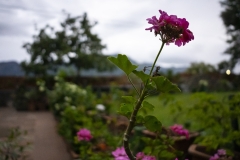 Embracing Nature's Welcome at The Nest Inn Resort