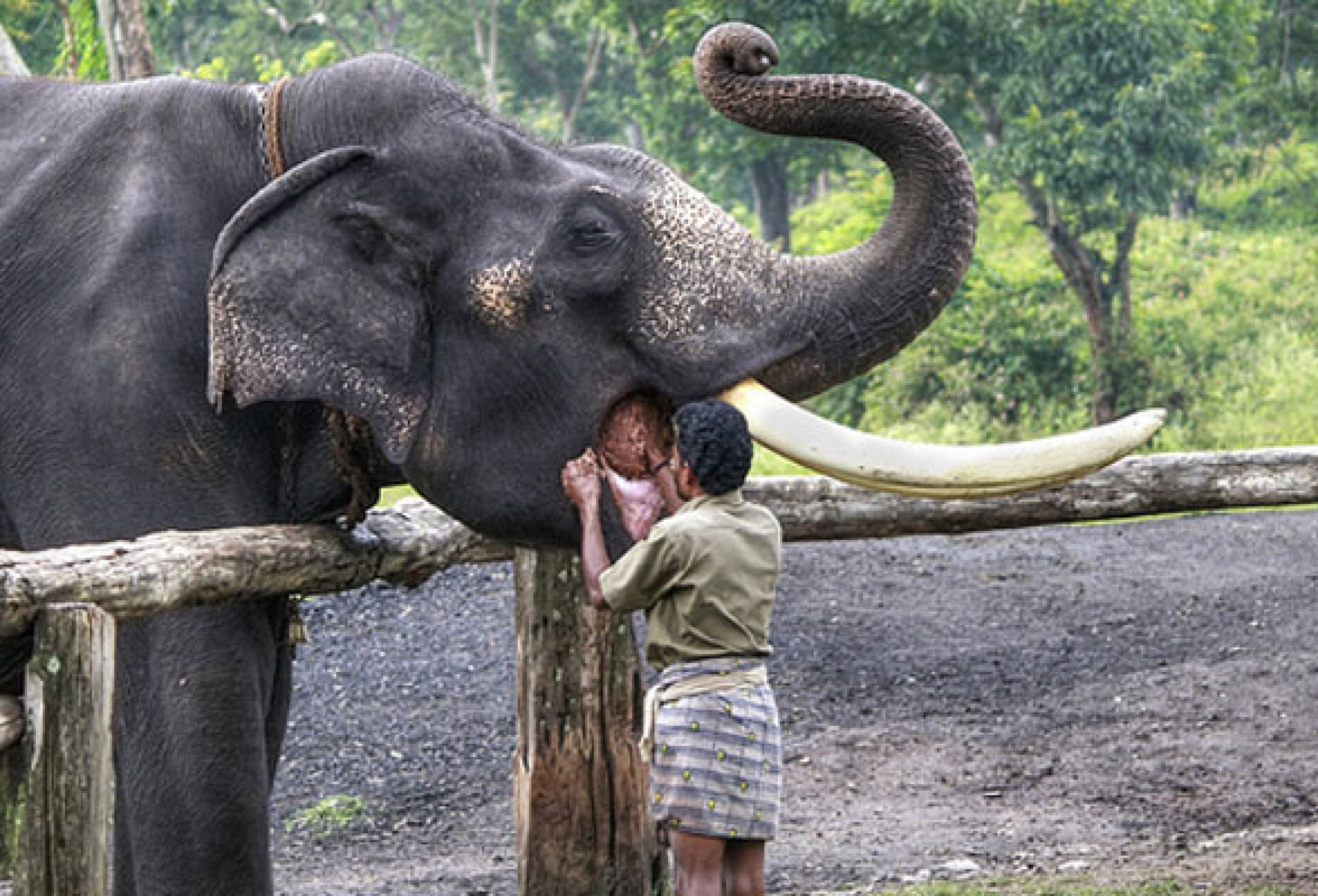 Up Close with Elephants at Theppakadu Camp