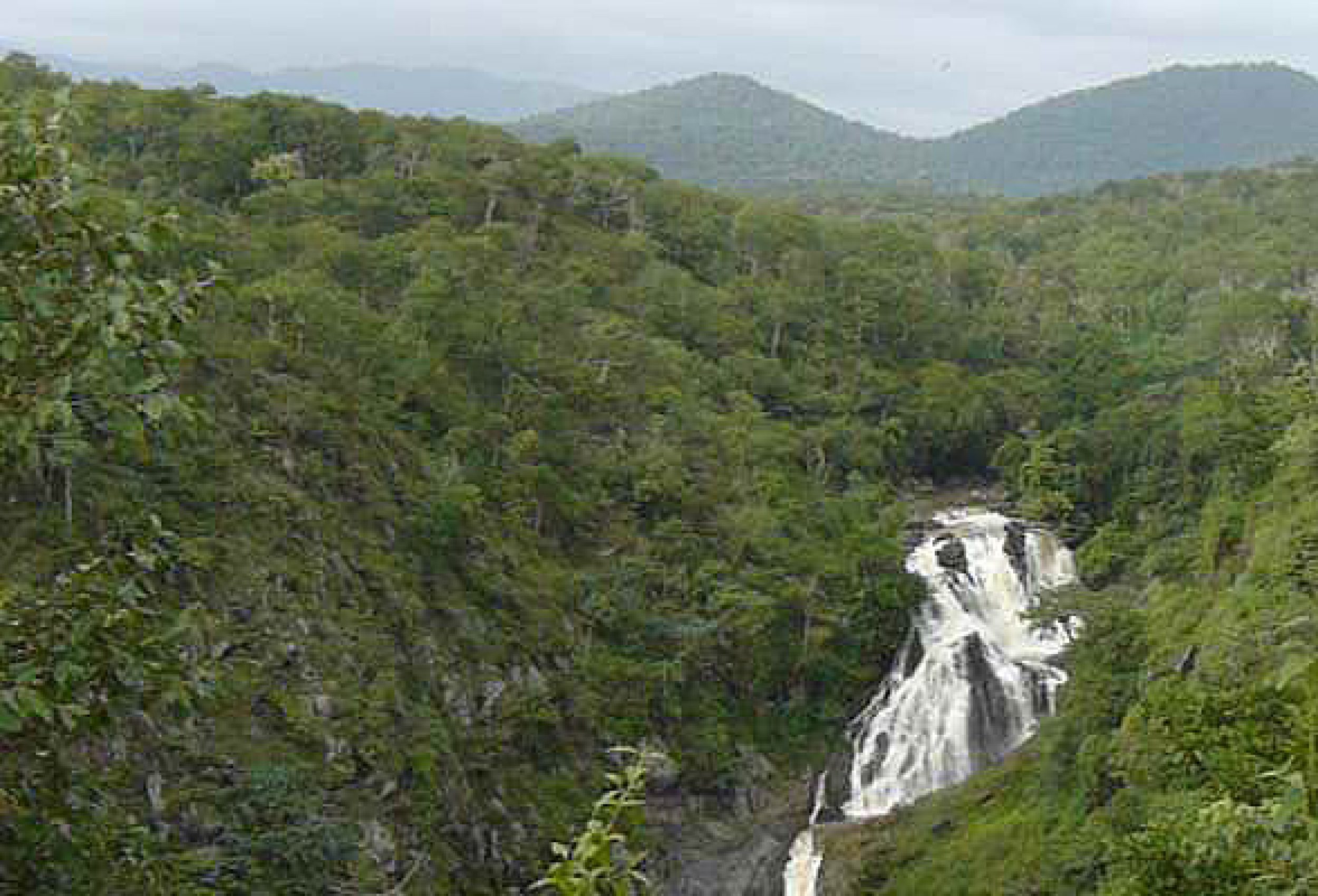 Scenic Beauty of Moyar River