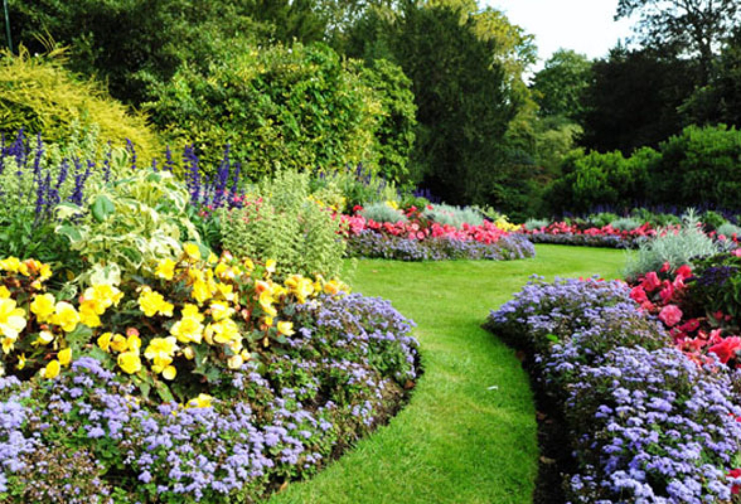 A Symphony of Colors at Ooty's Rose Garden