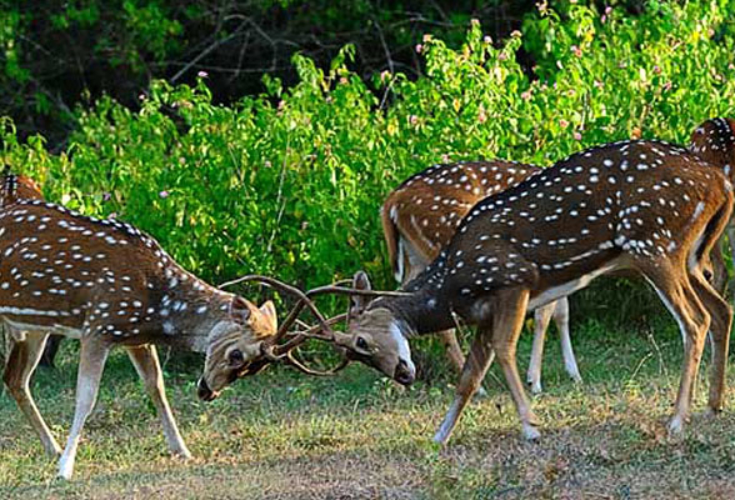 Explore Biodiversity at Bandipur - A Southern Wildlife Sanctuary