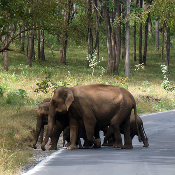 Guided Safari Through Lush Greenery - Mudumalai Sanctuary Experience