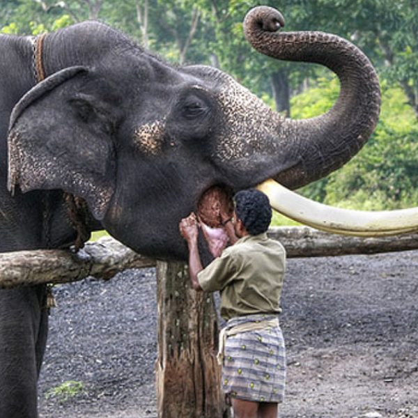 Nature Walk with Elephants at Theppakadu Elephant Camp