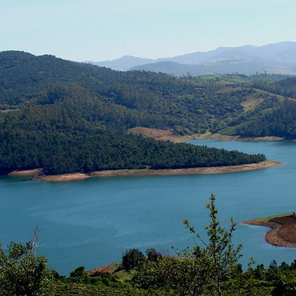 Ducks swimming gracefully in Ooty Lake's pristine waters