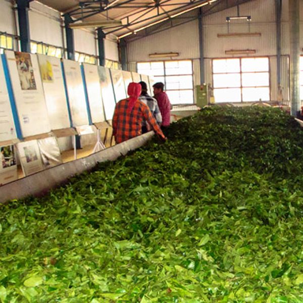 Tea plucking in Nilgiri gardens - Ooty's Tea Museum.