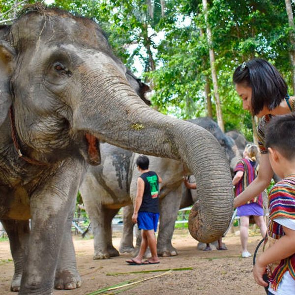 Eco-Friendly Elephant Encounters at Theppakadu