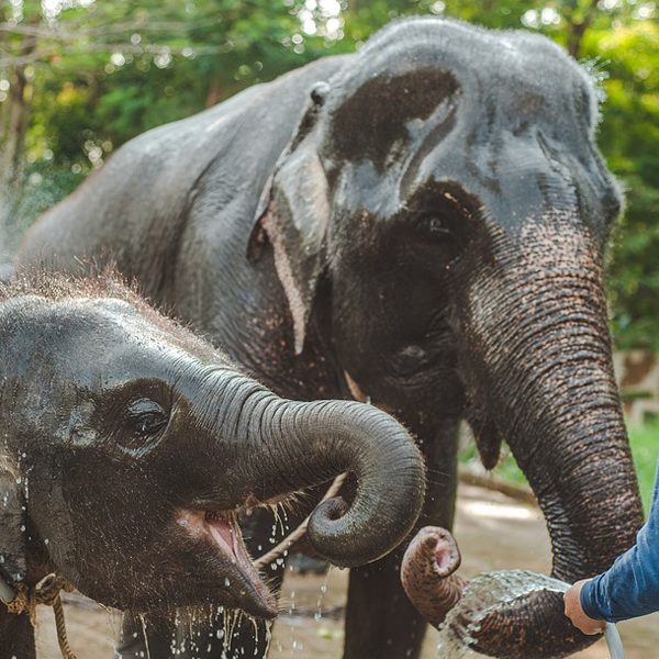 A Majestic Elephant at Theppakadu Elephant Camp